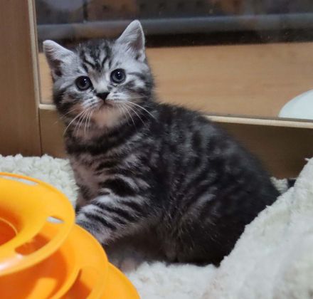 Gryffindors hat zauberhafte TabbyTiger!