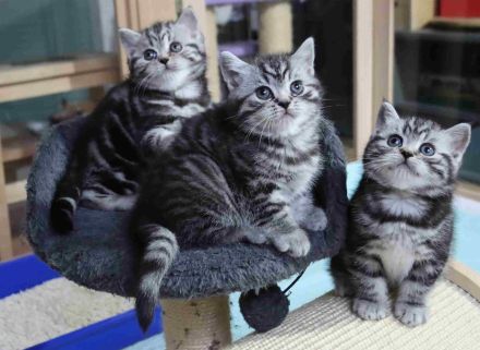 Gryffindors hat zauberhafte TabbyTiger!