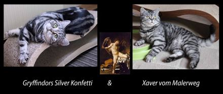 Gryffindors hat zauberhafte TabbyTiger!