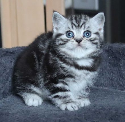 Gryffindors hat zauberhafte TabbyTiger!