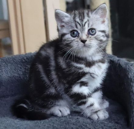 Gryffindors hat zauberhafte TabbyTiger!