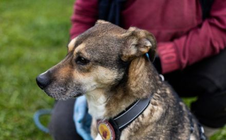 Sanfte Seele Fido sucht seine Menschen