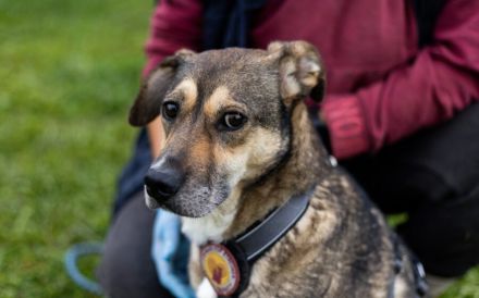 Sanfte Seele Fido sucht seine Menschen