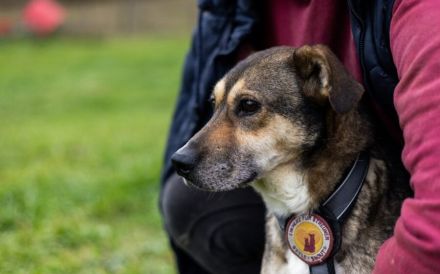 Sanfte Seele Fido sucht seine Menschen