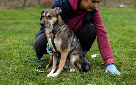 Sanfte Seele Fido sucht seine Menschen