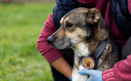 Sanfte Seele Fido sucht seine Menschen