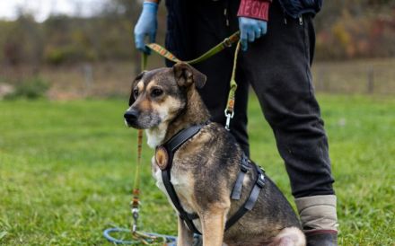 Sanfte Seele Fido sucht seine Menschen
