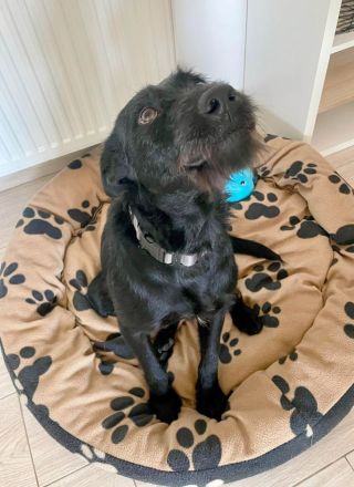 Korn sucht Menschen zum Liebe und Wärme ausstrahlen