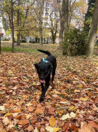 Korn sucht Menschen zum Liebe und Wärme ausstrahlen