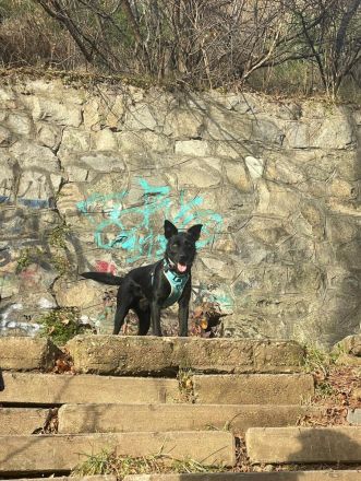 Korn sucht Menschen zum Liebe und Wärme ausstrahlen