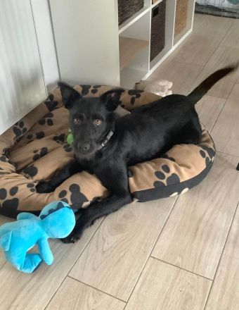 Korn sucht Menschen zum Liebe und Wärme ausstrahlen