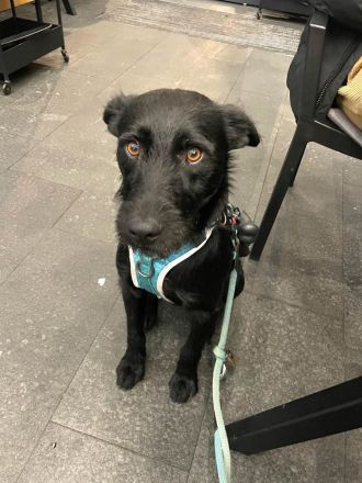 Korn sucht Menschen zum Liebe und Wärme ausstrahlen