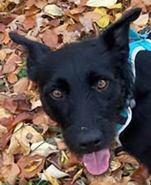 Korn sucht Menschen zum Liebe und Wärme ausstrahlen