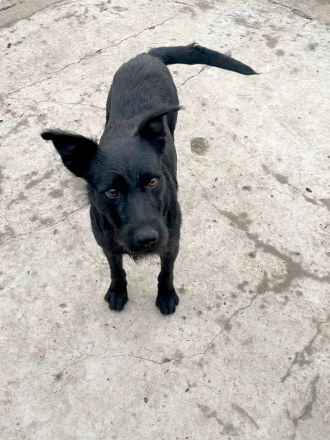 Korn sucht Menschen zum Liebe und Wärme ausstrahlen