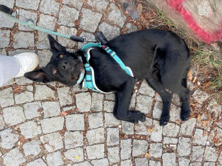 Korn sucht Menschen zum Liebe und Wärme ausstrahlen