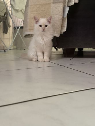 Heilige Birma Kater Kitten