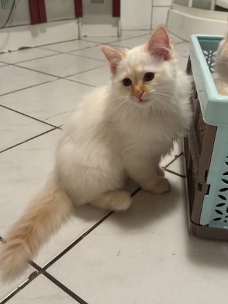 Heilige Birma Kater Kitten