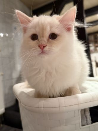 Heilige Birma Kater Kitten