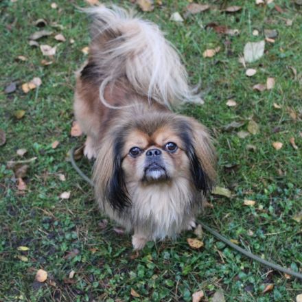 Rudolf, Pekinesensenior, geb. 2014, sucht ruhiges Zuhause