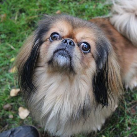 Rudolf, Pekinesensenior, geb. 2014, sucht ruhiges Zuhause