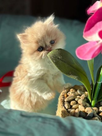 BLH-Persermix Katzenbaby