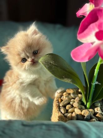 BLH-Persermix Katzenbaby