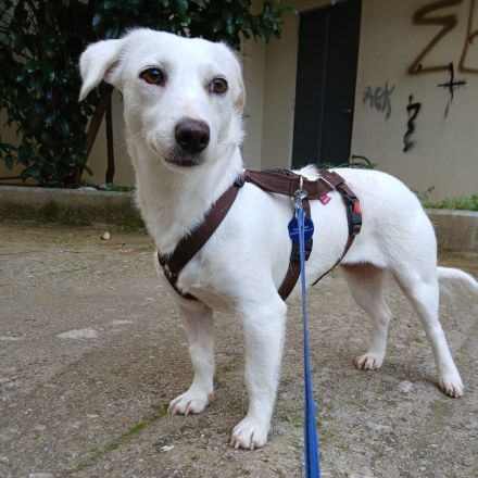 Hündin Phillipa / kastriert / derzeit noch in Griechenland / vorgemerkt