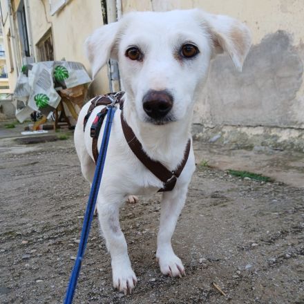 Hündin Phillipa / kastriert / derzeit noch in Griechenland / vorgemerkt