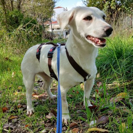 Hündin Phillipa / kastriert / derzeit noch in Griechenland / vorgemerkt