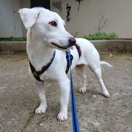 Hündin Phillipa / kastriert / derzeit noch in Griechenland / vorgemerkt