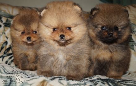 Süsse Reinrassige Pomeranian Welpen
