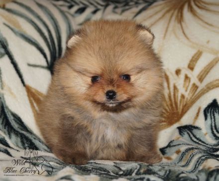 Süsse Reinrassige Pomeranian Welpen