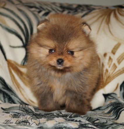 Süsse Reinrassige Pomeranian Welpen