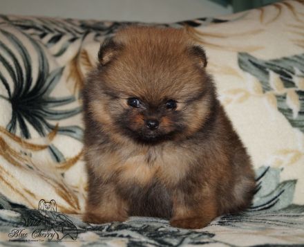 Süsse Reinrassige Pomeranian Welpen