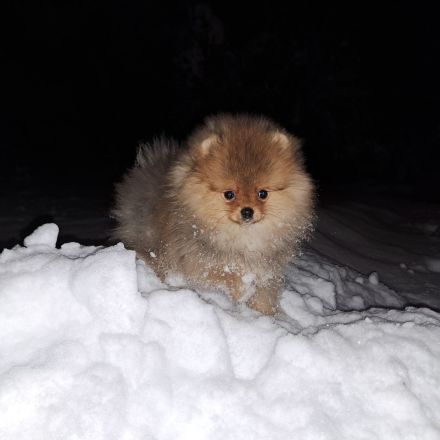 Süsse Reinrassige Pomeranian Welpen