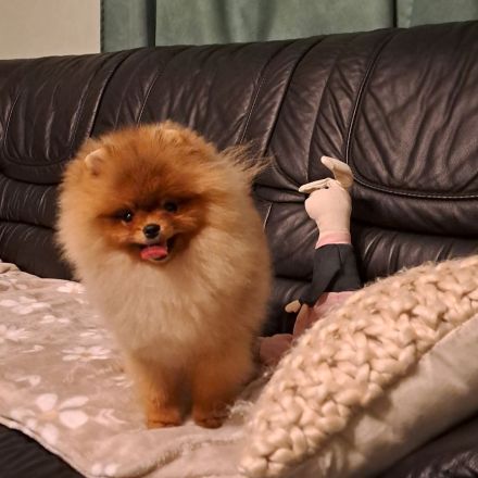 Süsse Reinrassige Pomeranian Welpen
