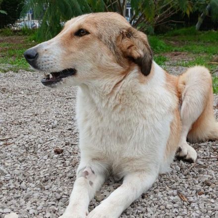 Hündin Sofia / kastriert / auf einer Pflegestelle in 30855 Langenhagen / Niedersachsen / reserviert