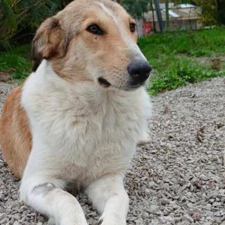Hündin Sofia / kastriert / auf einer Pflegestelle in 30855 Langenhagen / Niedersachsen / reserviert