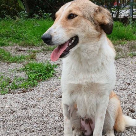 Hündin Sofia / kastriert / auf einer Pflegestelle in 30855 Langenhagen / Niedersachsen / reserviert