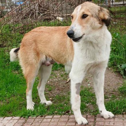 Hündin Sofia / kastriert / auf einer Pflegestelle in 30855 Langenhagen / Niedersachsen / reserviert
