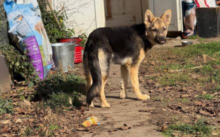 Feli überzeugt mit zauberhaftem Wesen