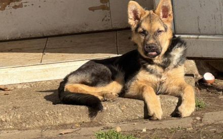 Feli überzeugt mit zauberhaftem Wesen