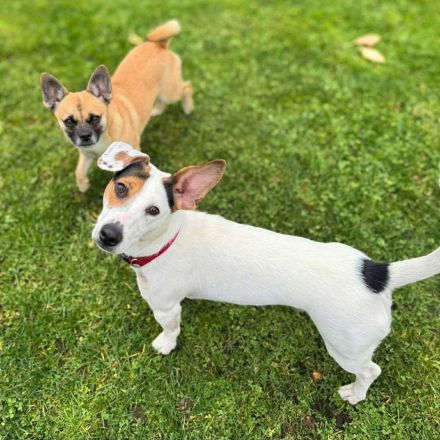 Tequila in 24576 Weddelbrook sucht ihr Für-immer-Zuhause