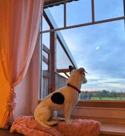 Tequila in 24576 Weddelbrook sucht ihr Für-immer-Zuhause