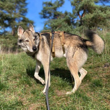 Floki in 93164 Laaber sucht sein Für-immer-Zuhause