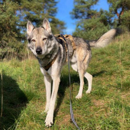 Floki in 93164 Laaber sucht sein Für-immer-Zuhause