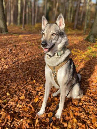 Floki in 93164 Laaber sucht sein Für-immer-Zuhause
