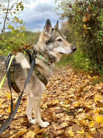 Floki in 93164 Laaber sucht sein Für-immer-Zuhause