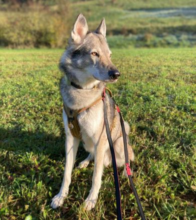 Floki in 93164 Laaber sucht sein Für-immer-Zuhause