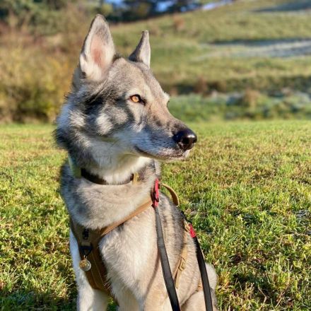 Floki in 93164 Laaber sucht sein Für-immer-Zuhause